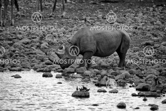 a black rhinocerios drinking water in etosha national park