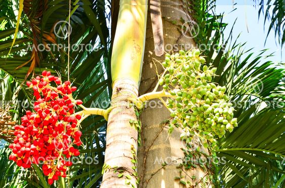 Palm kernel.