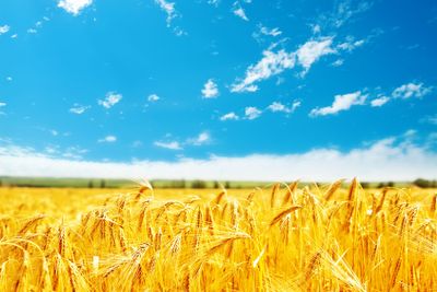 golden harvest on field and blue sky
