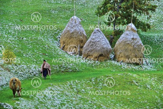 on the mountains near Bran, image of a shepherd walking on the grass