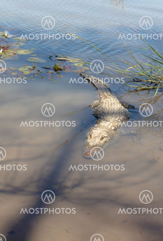 Sacred crocodile, Burkina Faso