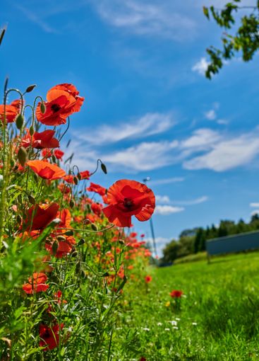 Countryside, sky and flowers in garden, growth and...
