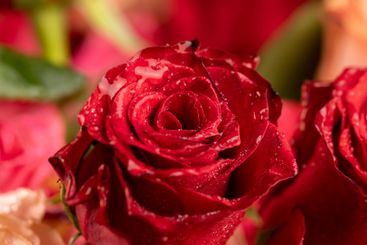 a bouquet of beautiful fragrant wet red roses