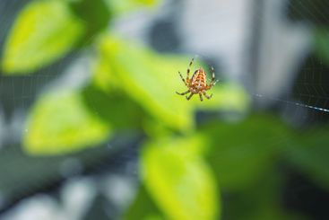 European Garden Spider