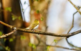 Wood Warbler singing on a tree branch at spring