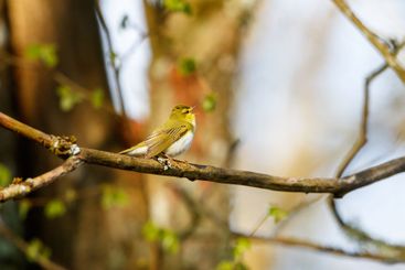 Wood Warbler singing on a tree branch at spring