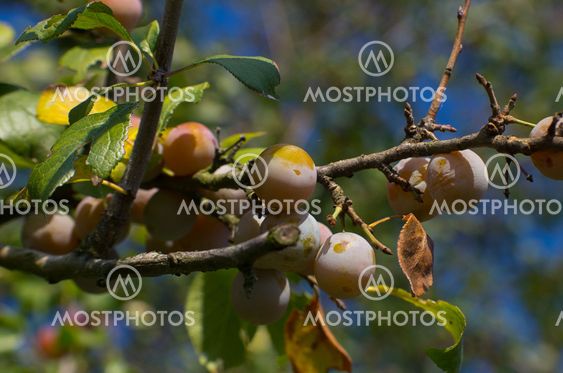 Zibarte (Prunus) - Prune