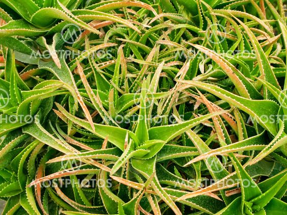 Aloe Background