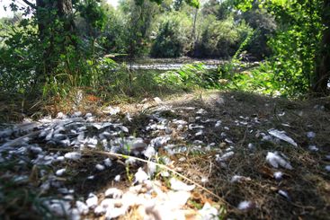 Riverside nature with trees, feathers on the ground, and...