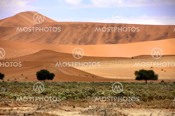 red dunes in the namib naukluft national park near sossuvlei namibia africa