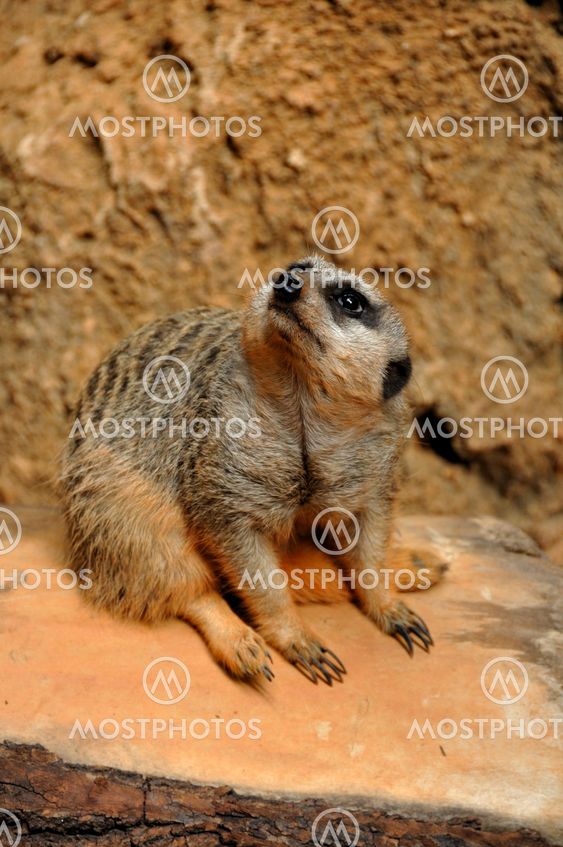 Distracted Meerkat
