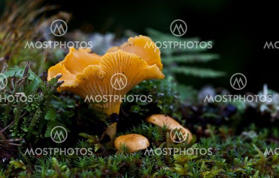 The forest´s yellow gold