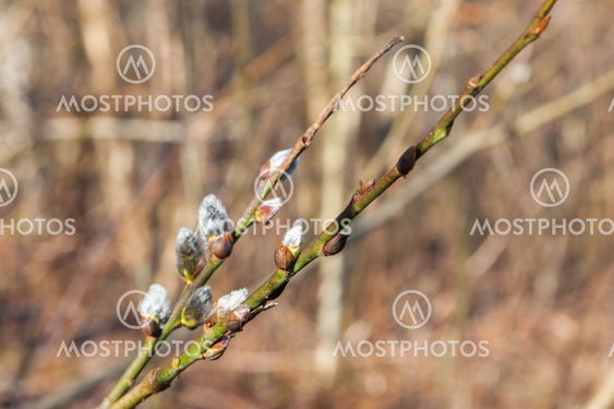 Video porno de Miley Cyrus