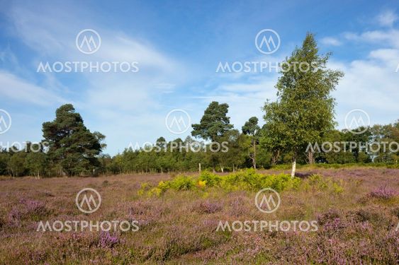 landscape with heather