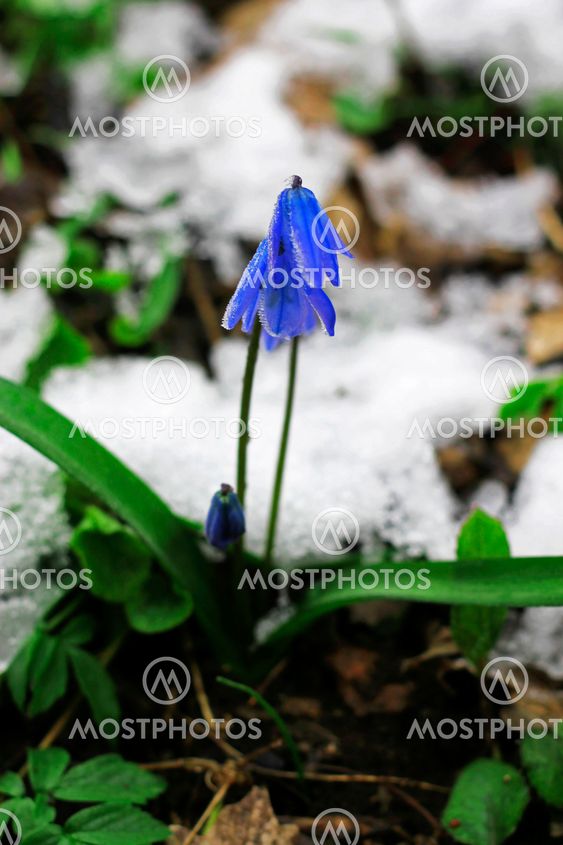 First Spring Flowers growing in the forest