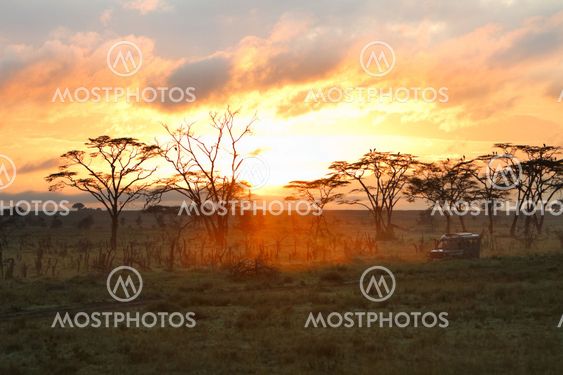 Morning safari drive