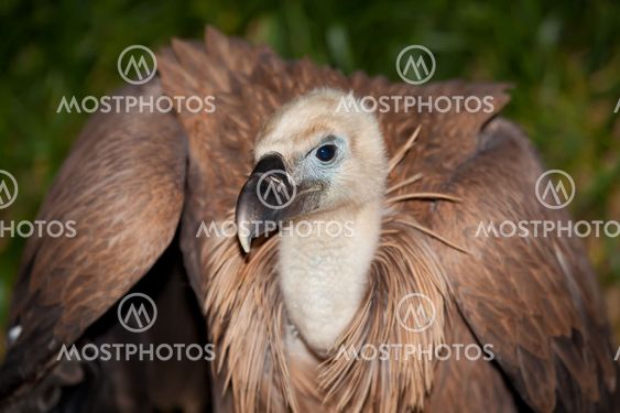 Vulture, The Merindades, Burgos, Spain