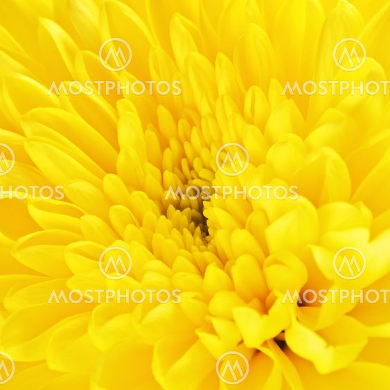 Yellow Chrysanthemum Flower Petals