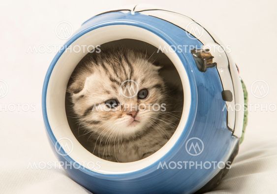 Scottish fold kitten