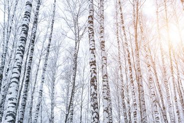 Birch grove after a snowfall on a winter. Sunlight...
