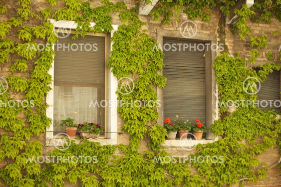 two windows with plants