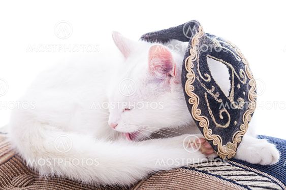 White cat on a white background