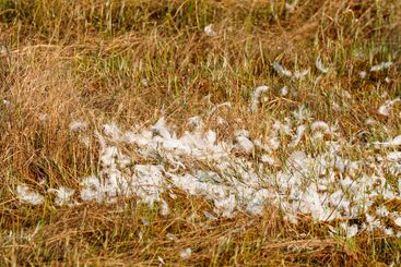 Crane Feathers On An Autumn Meadow, Close-up View ....