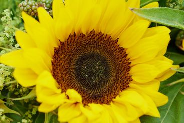 Closeup, nature and sunflowers with growth for garden,...