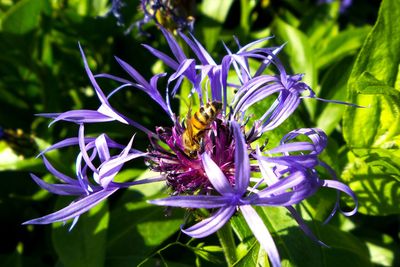 Blåklint lockar flitig besökare