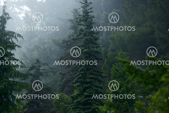 Mysterious Forest