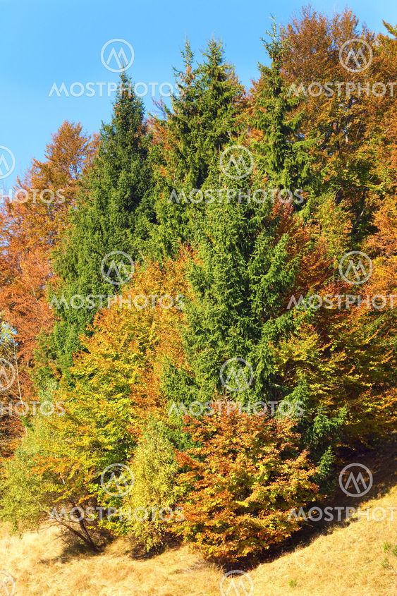 efteråret mountain skov