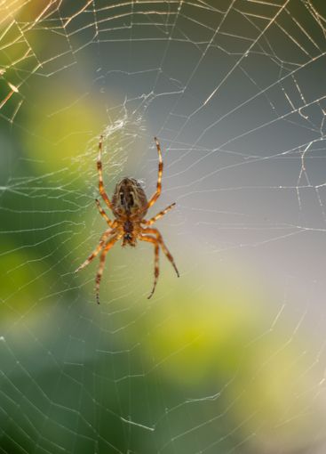 European garden spider Araneus diadematus in a web.