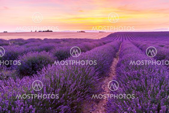 Beautiful landscape of lavender fields at sunset in...