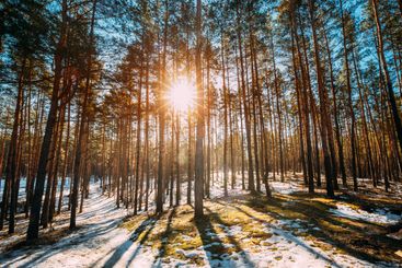 Beautiful Sunset Sun Sunshine In Sunny Early Spring...