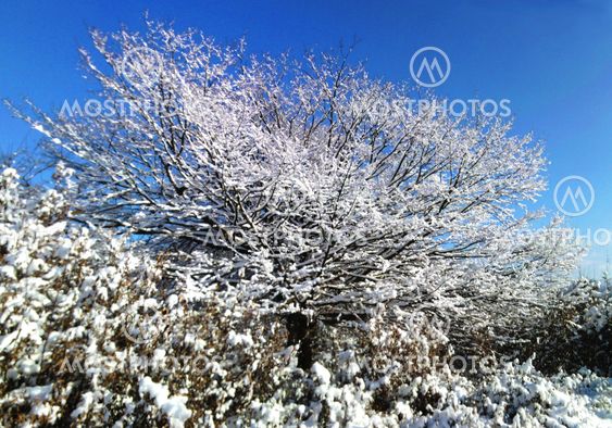 White Tree