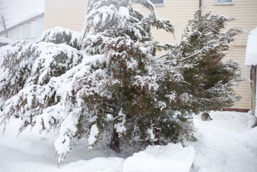 there is a lot of fluffy snow on a tall juniper tree