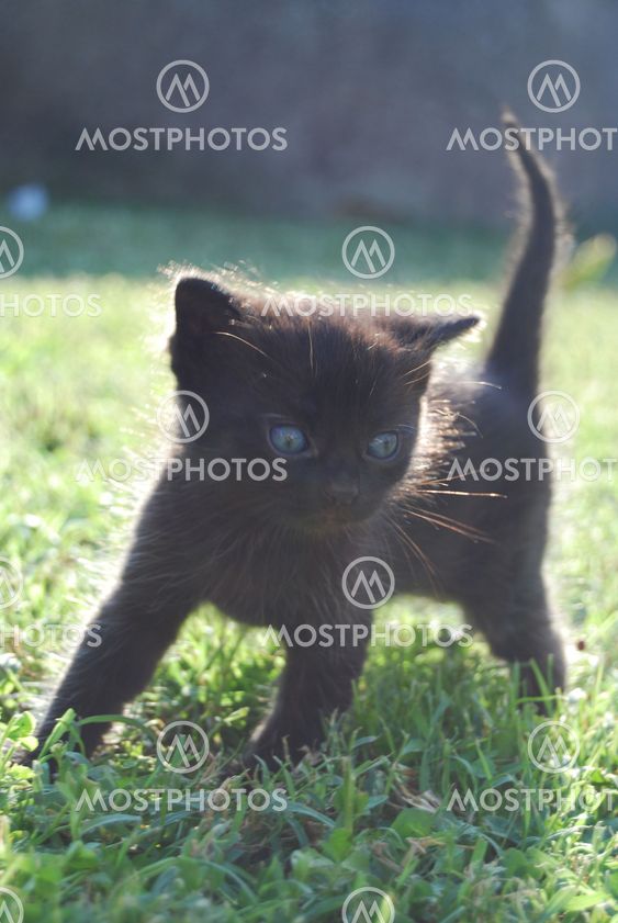 lille sorte kat lille sorte kat
