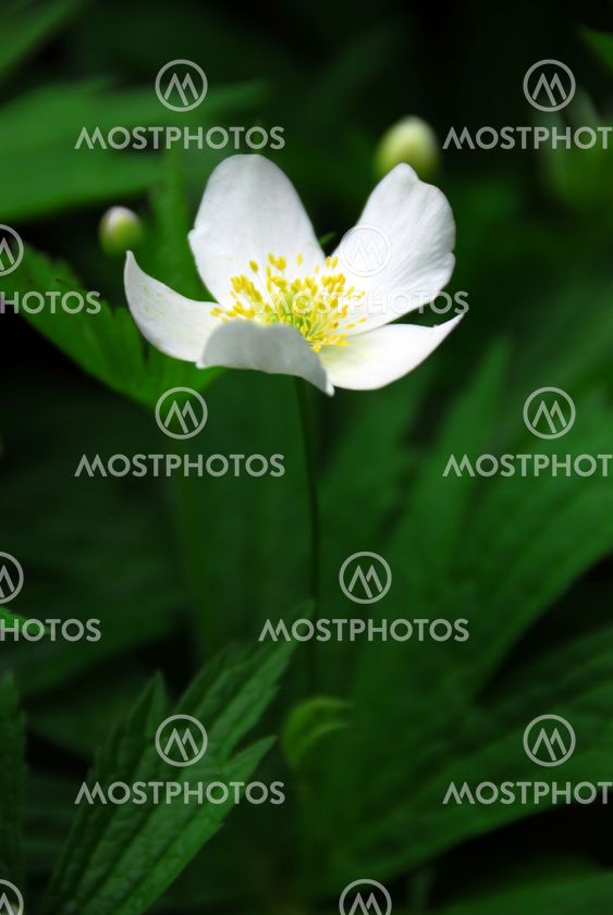 Wood anemone