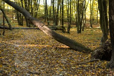 Fallen trees in a forest during sunny day in autumn season