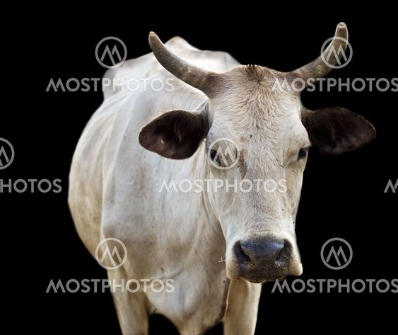 isolated australian cow with horns on black