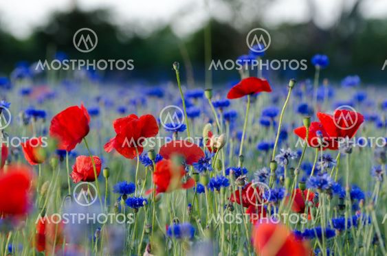 Summer feeling flowers