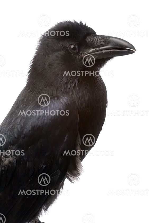 raven