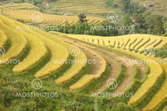 Rice terraces in the mountains