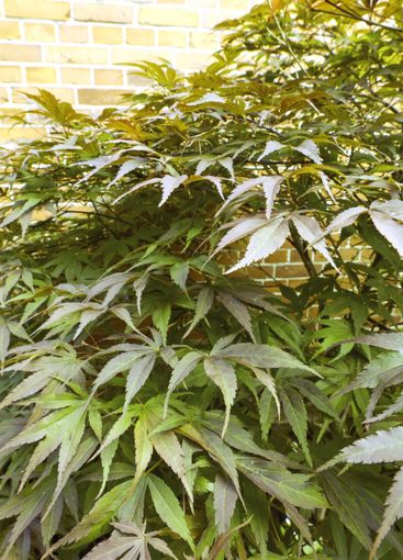 Bush, leaves and plants in backyard for outdoor...