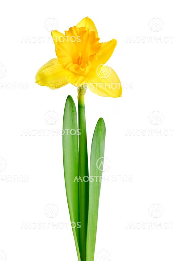Spring yellow daffodil
