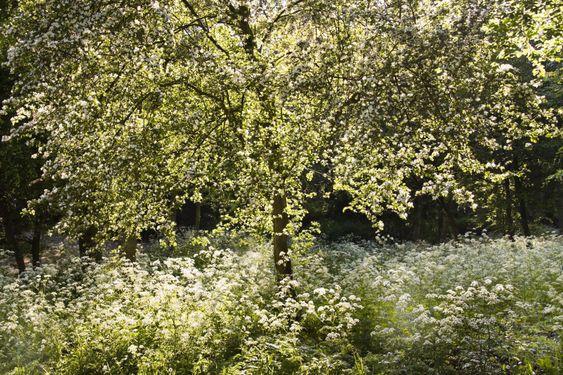 Blooming white tree ...