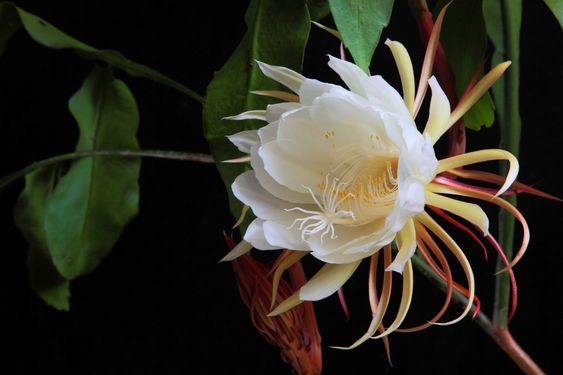 CEREUS BLOOM_90