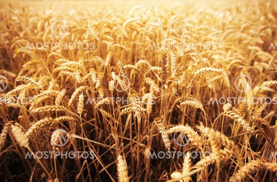 field of ripening wheat ears or rye spikes