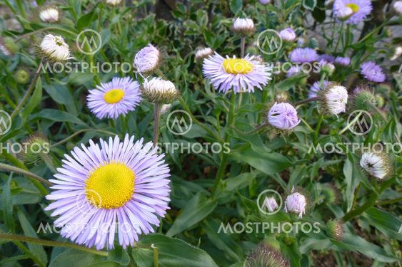 Daisy-like Flowers