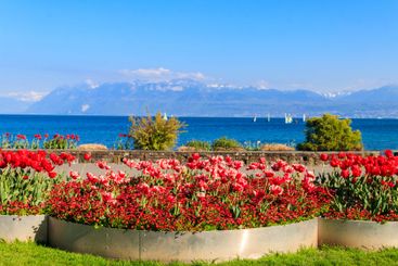 Beautiful colourful spring tulips on the background of...